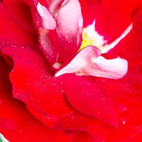 Roșu - Trandafiri - Rose Der Einheit® - 